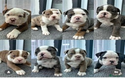 Olde English Bulldogge dogs for stud: THE DUKE, Health Clear and Proven  in Doncaster - Image 12