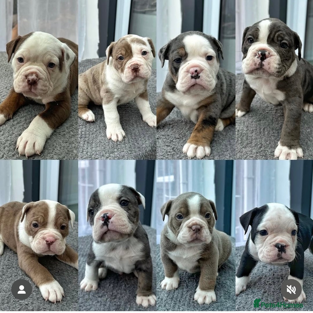 Olde English Bulldogge dogs for stud: THE DUKE, Health Clear and Proven  in Doncaster - Image 12