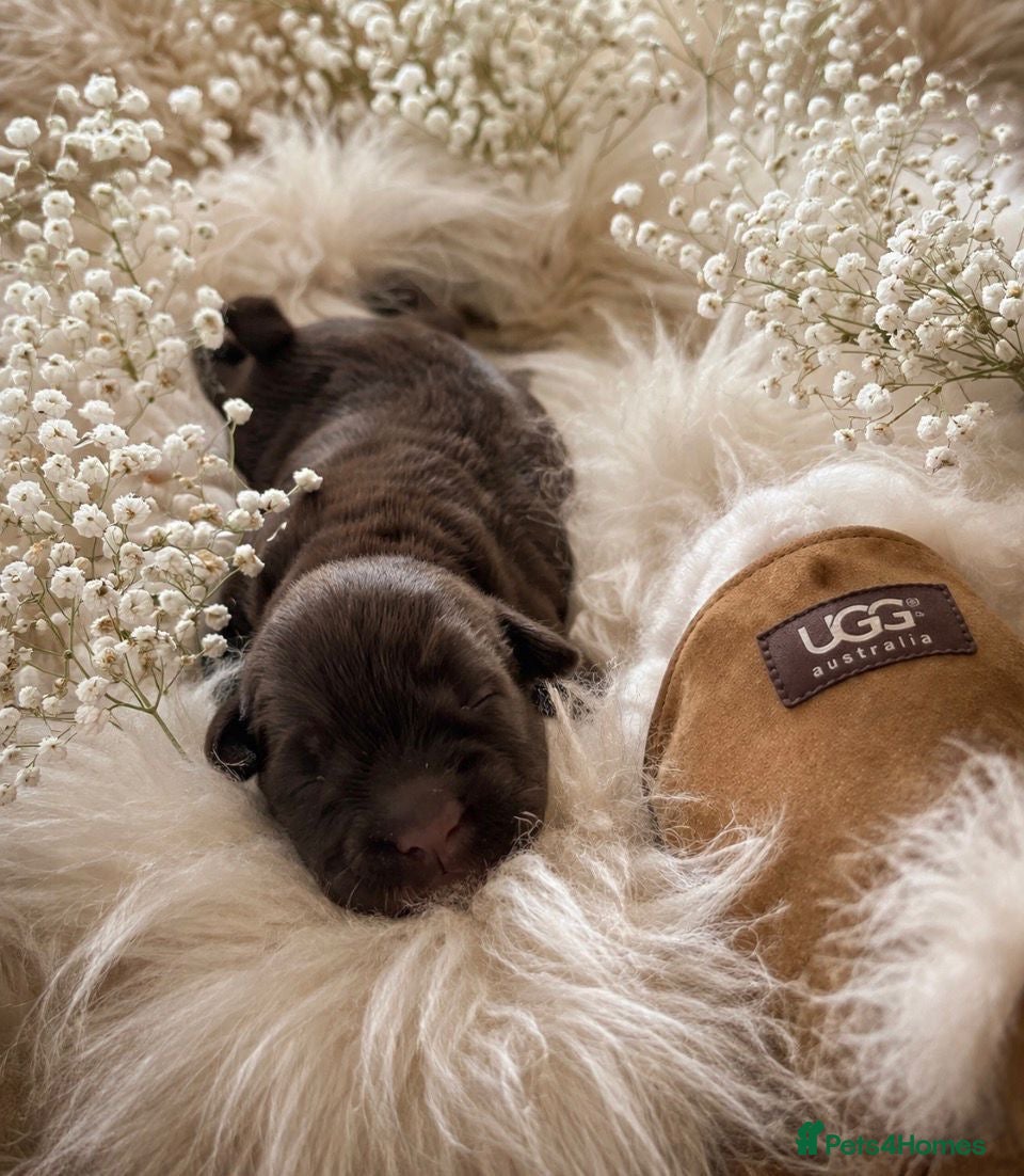 Shih Tzu dogs Liver Kennel Club Health Tested - Advert 1