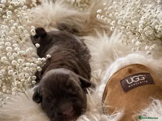 Shih Tzu dogs for sale: Liver Kennel Club Health Tested - Advert 2