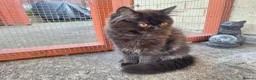 Mixed Breed cats for sale: Adorable Female Persian x Ragdoll Kitten ❤️ - Advert 5