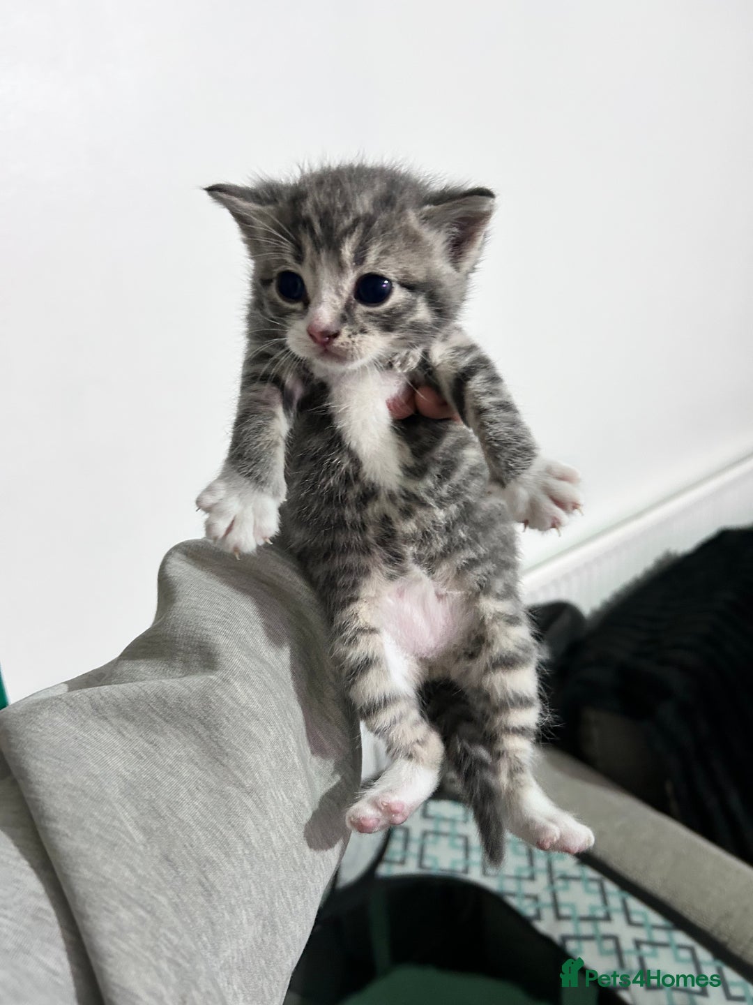 Bengal cats for sale: 4 Bengal kittens  - Image 7