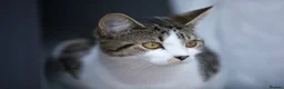 Mixed Breed cats for sale: Beautiful 1 year old female tabby in Bordon - Advert 3
