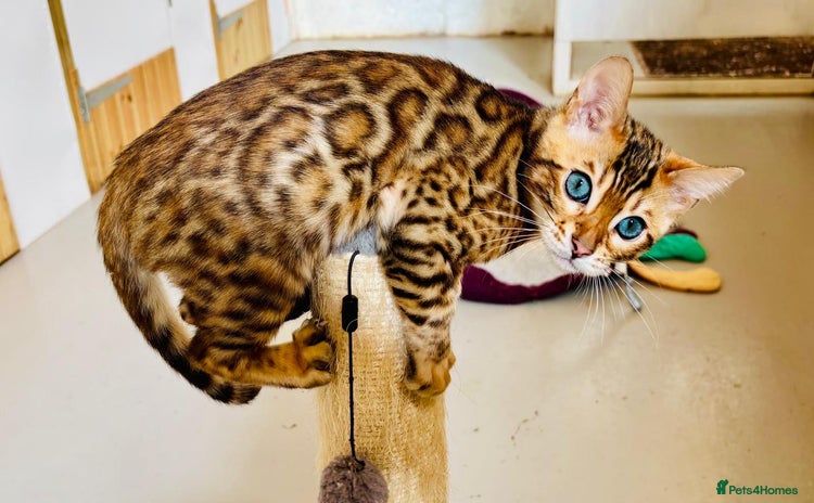 Bengal cats - Advert 12