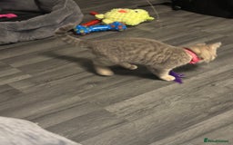 British Shorthair cats for sale:  Broadway Baby13w BritishShorthair,litter trained! - Image 5