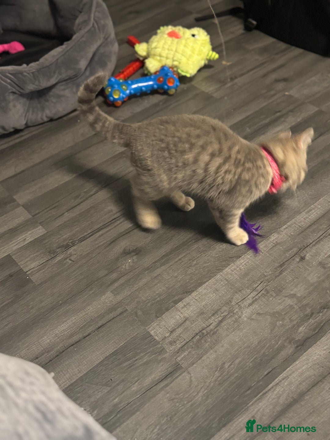 British Shorthair cats for sale:  Broadway Baby13w BritishShorthair,litter trained! - Image 5