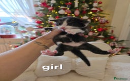 Russian Blue cats for sale: Russian blue =Main coon cross kittens  - Advert 6