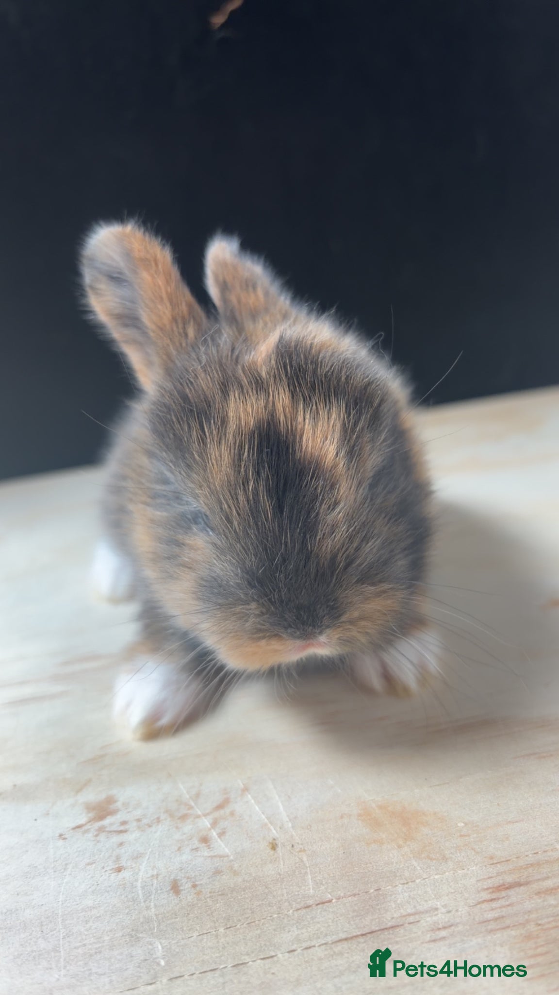 English Lop rabbits for sale: Message for more information  in Doncaster - Advert 3