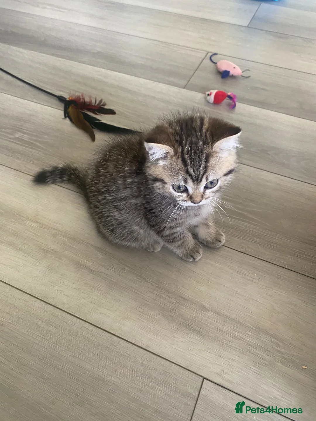 Selkirk Rex cats for sale: Selkirkrex babies - Advert 1
