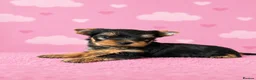 Yorkshire Terrier dogs for sale: ✨🐾 Outstanding Show Quality KC Yorkie Puppies 🐾✨ - Advert 7