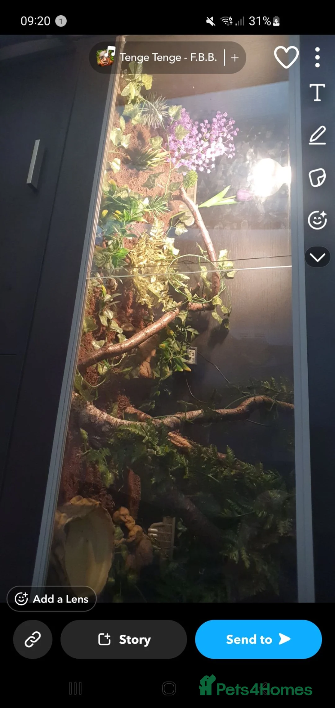 Snake reptiles for sale: Stunning Female Leopard Ball Python - Advert 2
