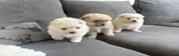 Pomeranian dogs for sale: Pomeranian - Advert 3