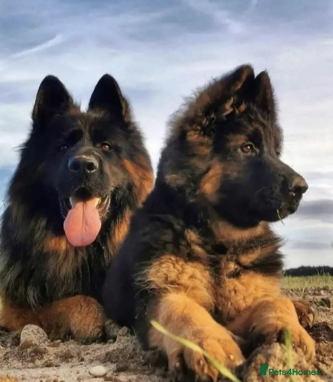 German Shepherd dogs ELITE QUALITY GSD PUPS AVAILABLE TO RESERVE NOW - Advert 1