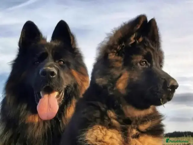 German Shepherd dogs for sale: ELITE QUALITY KC REG. GSD PUPS AVAILABLE NOW - Advert 1