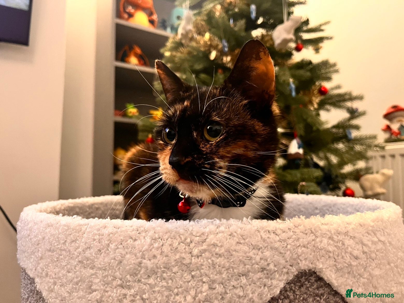 Mixed Breed cats Cookie- 4 year old female - Advert 1