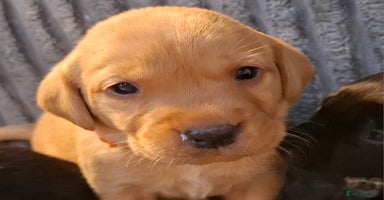 Labrador Retriever dogs - Advert 9
