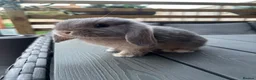 Mini Lop rabbits for sale: Mini lop female - Advert 4