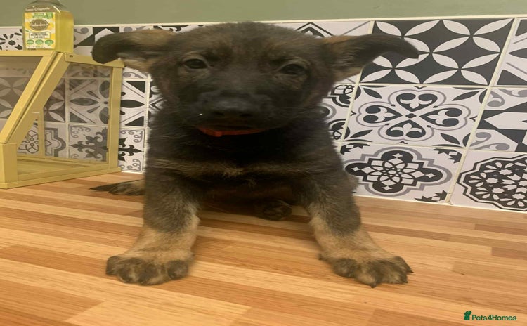 German Shepherd dogs KC registered working line German shepherd pups - Advert 2