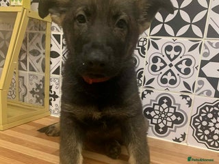 German Shepherd dogs KC registered working line German shepherd pups - Advert 14