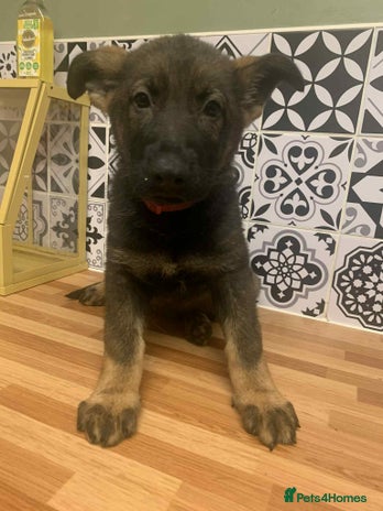 German Shepherd dogs KC registered working line German shepherd pups - Advert 1