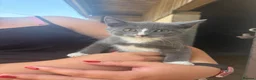 Mixed Breed cats for sale: Male kittens  - Advert 4