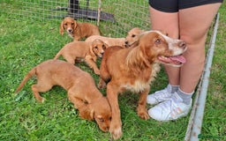 Cocker Spaniel dogs for sale: Working type cocker spaniel boys - Image 3