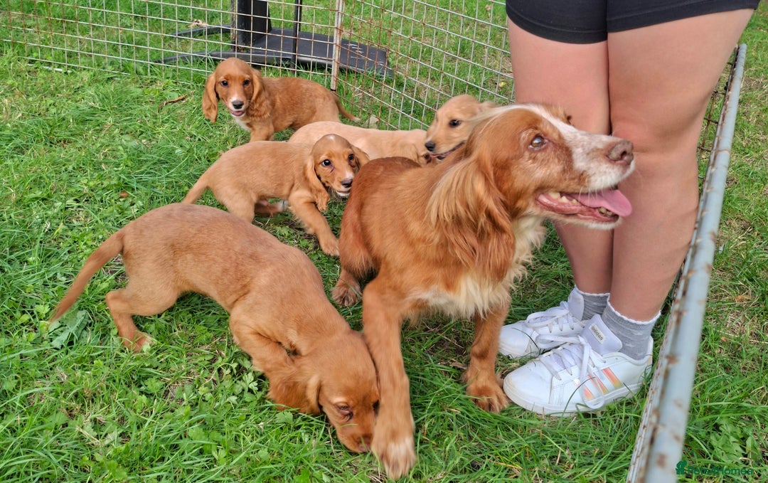 Cocker Spaniel dogs for sale: Working type cocker spaniel boys - Image 3