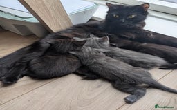 Mixed Breed cats for sale: Lovely Black kittens - Image 5