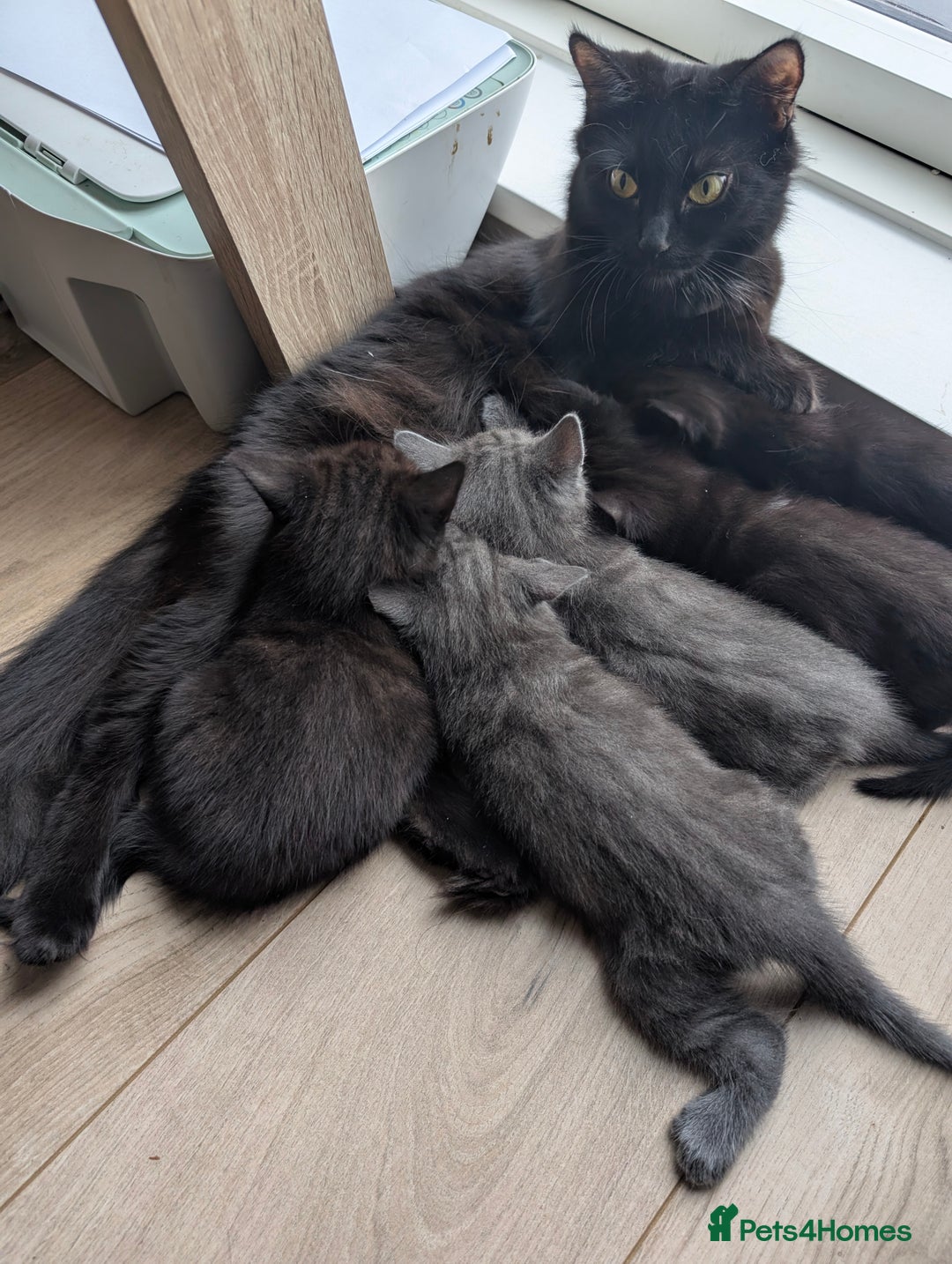 Mixed Breed cats for sale: Lovely Black kittens - Image 5
