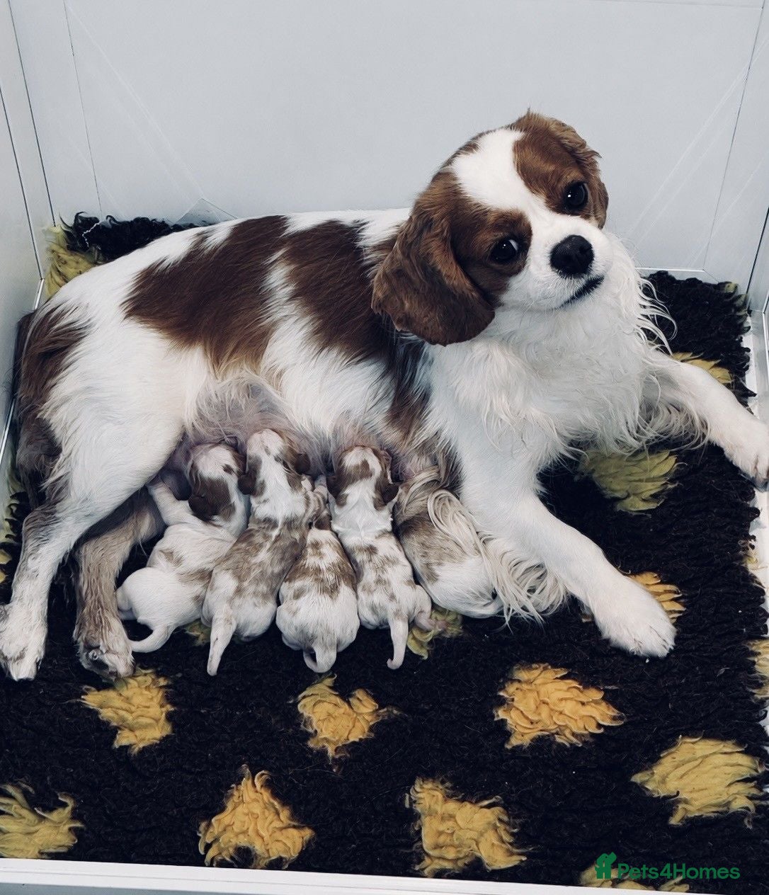 Cavalier King Charles Spaniel dogs Stunning CKCS Male Puppy from healthy parents - Advert 1