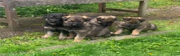 German Shepherd dogs for sale: Big straight back puppies  - Advert 3