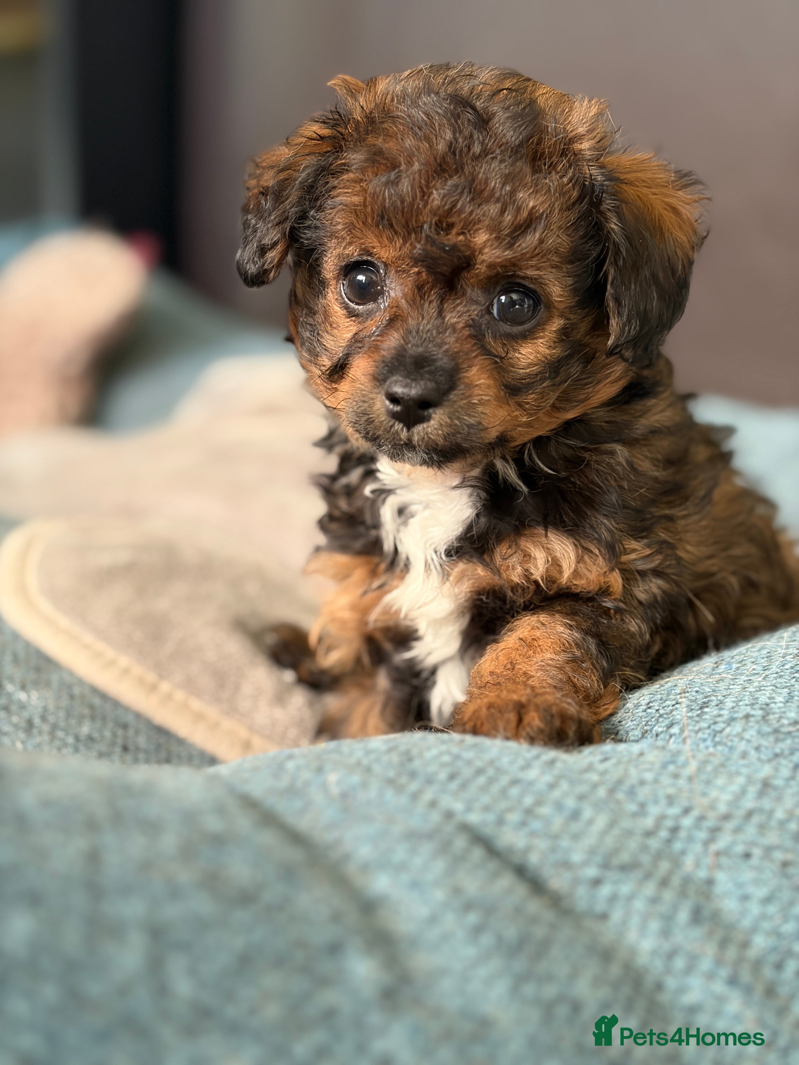 Mixed Breed dogs Toy Poodle & Maltese/Havanese/Bichon Frise mix - Advert 6