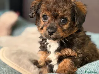 Mixed Breed dogs Toy Poodle & Maltese/Havanese/Bichon Frise mix - Advert 6