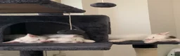 British Shorthair cats for sale: British shorthair cross in Luton - Advert 12