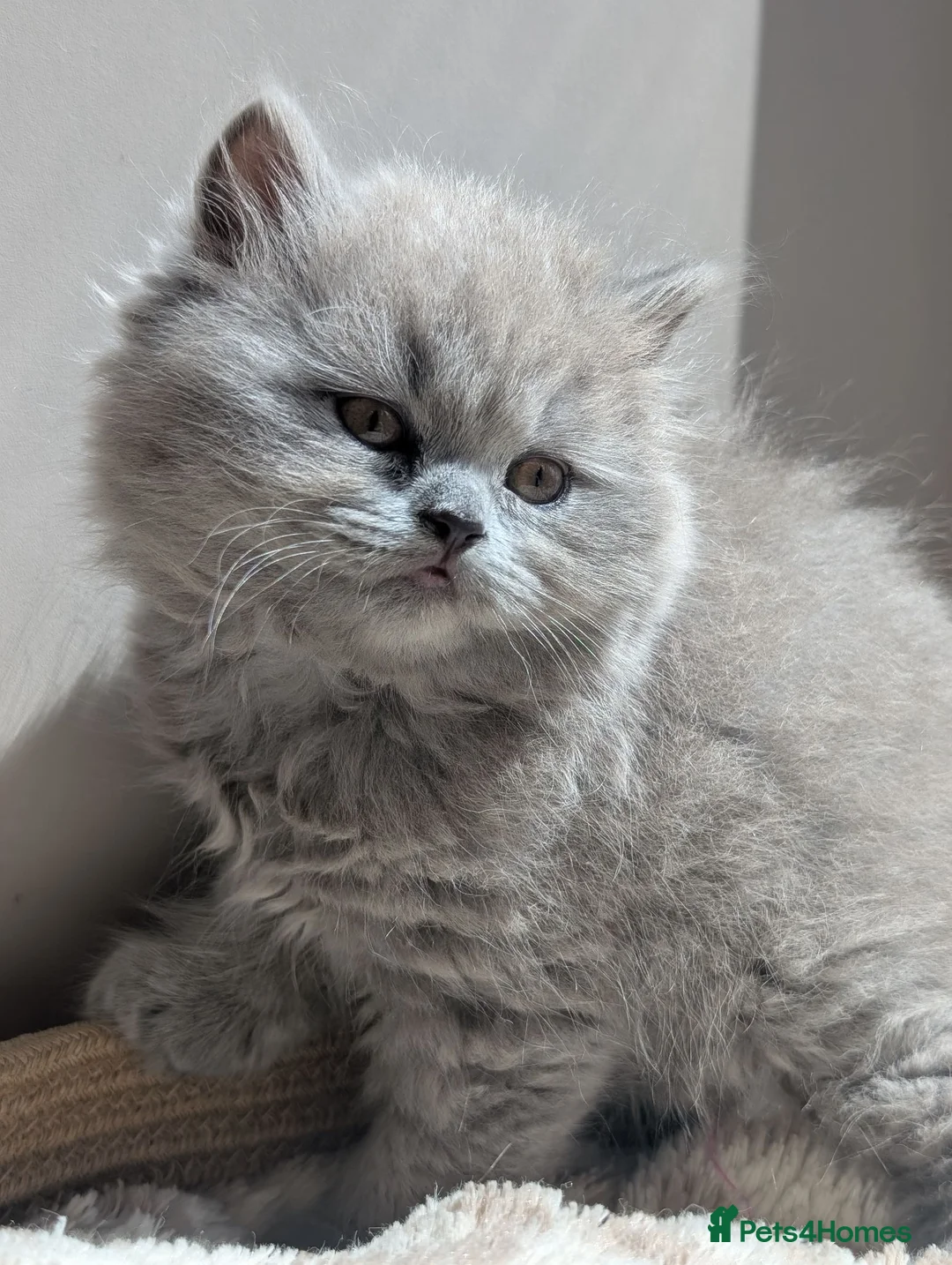 British Longhair cats for sale: British longhair and shorthair kittens  - Advert 2