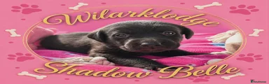 Wilarklodge Shadow Belle 