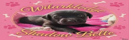 Labrador Retriever dogs for sale: KC Reg Puppies, FTCH Bred with versatility in mind - Advert 6