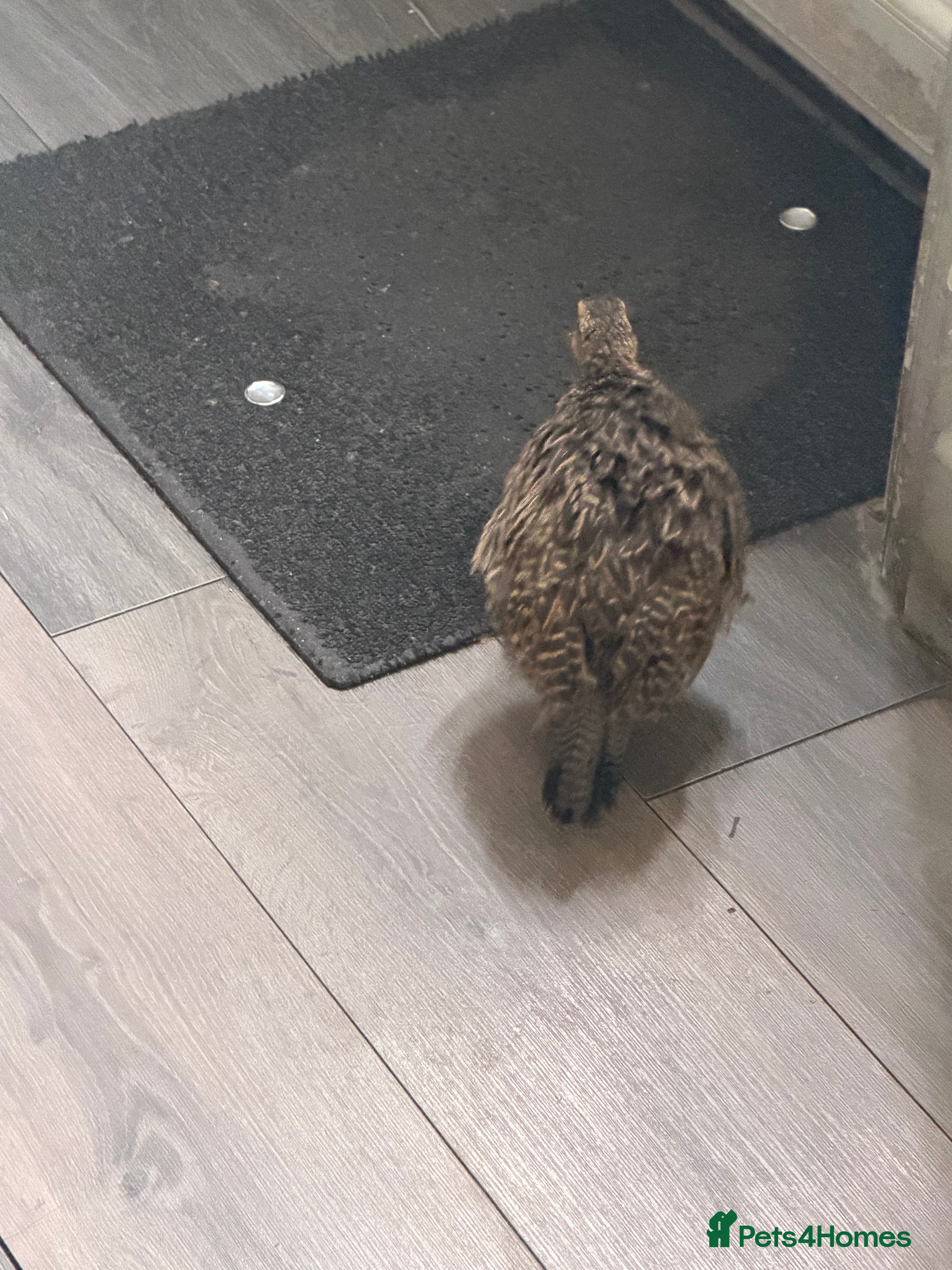 Pheasants poultry Black francolin females for sale  - Advert 16