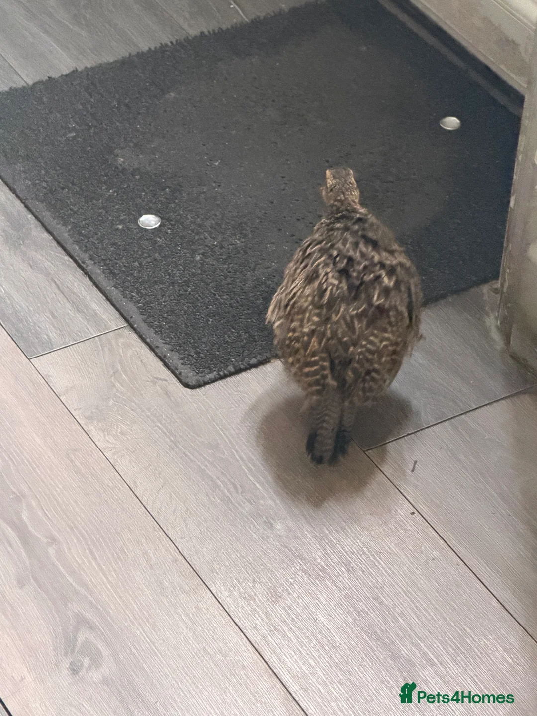 Pheasants poultry for sale: Black francolin females for sale  in Bradford - Advert 1