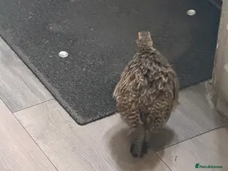 Pheasants poultry Black francolin females for sale - Advert 4