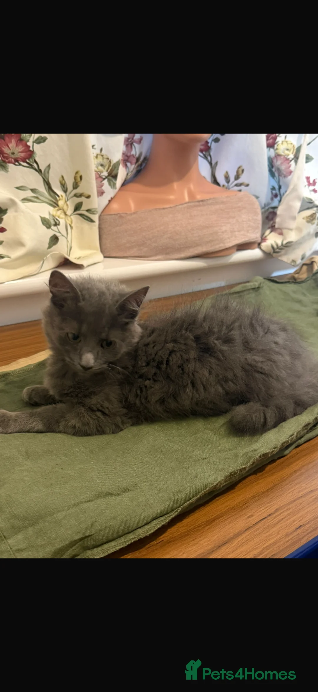 British Longhair cats for sale: Lovely cat for sale  - Advert 8