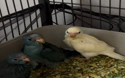 Parakeets birds for sale: Kakarikis ready to go 1 male 2 female - Image 7