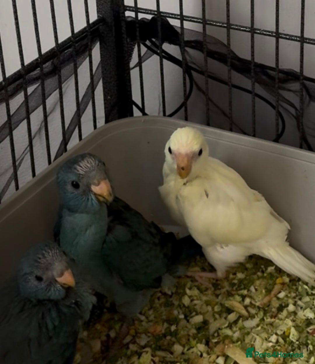 Parakeets birds for sale: Kakarikis ready to go 1 male 2 female - Image 7