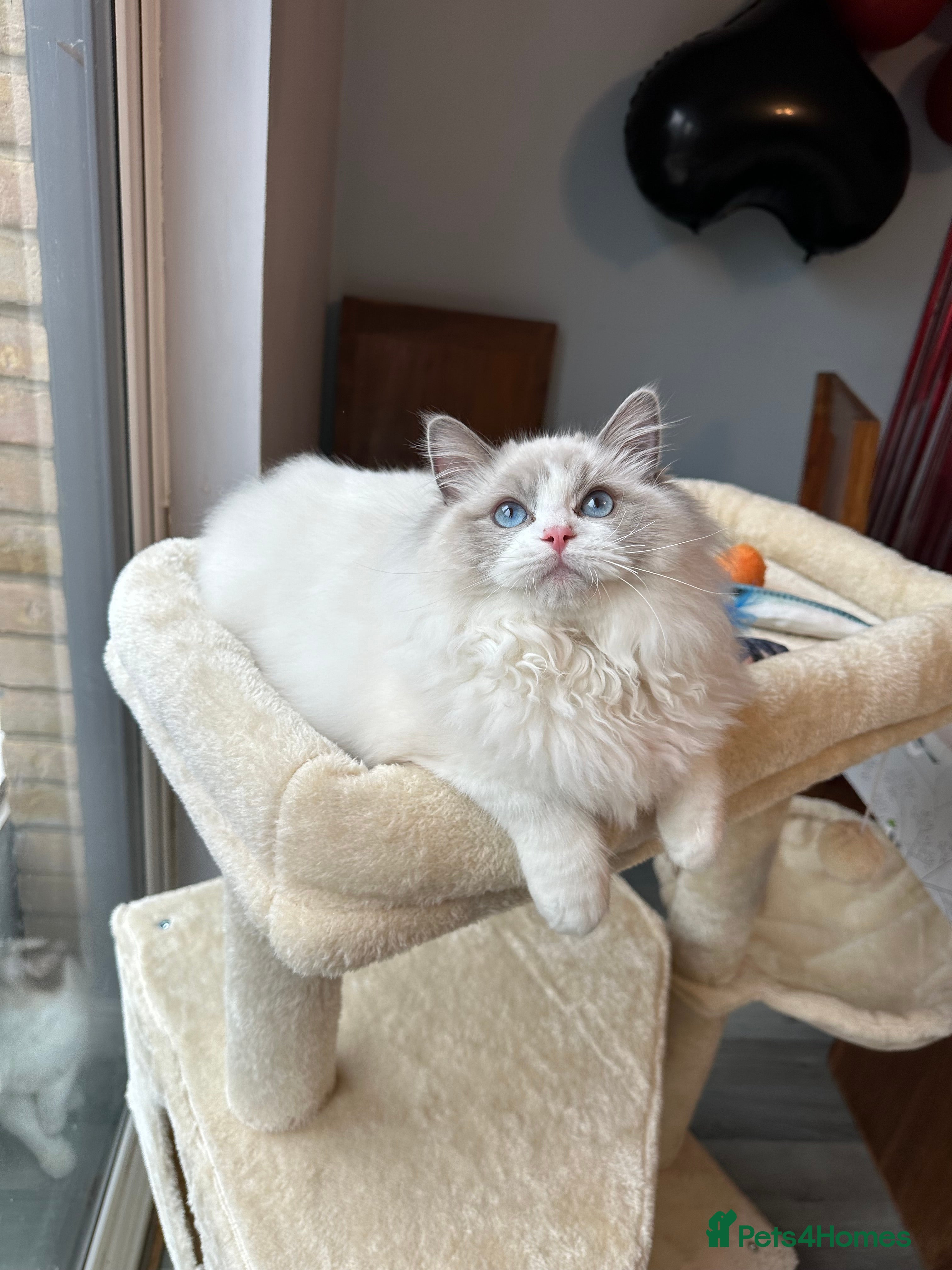 Ragdoll cats  ACTIVE CAT OR pet TICA Registered Ragdoll Kittens - Advert 15