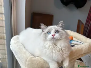 Ragdoll cats ACTIVE CAT OR pet TICA Registered Ragdoll Kittens - Advert 15