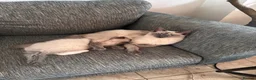 Ragdoll cats for sale: Mum, dad and kitten for sale - Advert 19