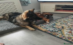 German Shepherd dogs for sale: Female German shepherd  - Image 2