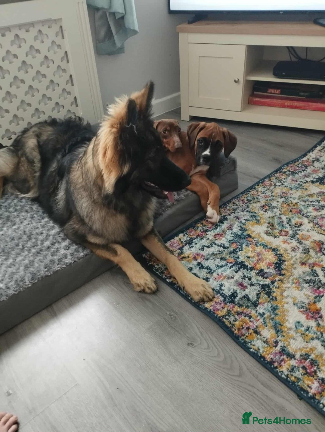 German Shepherd dogs for sale: Female German shepherd  - Image 2