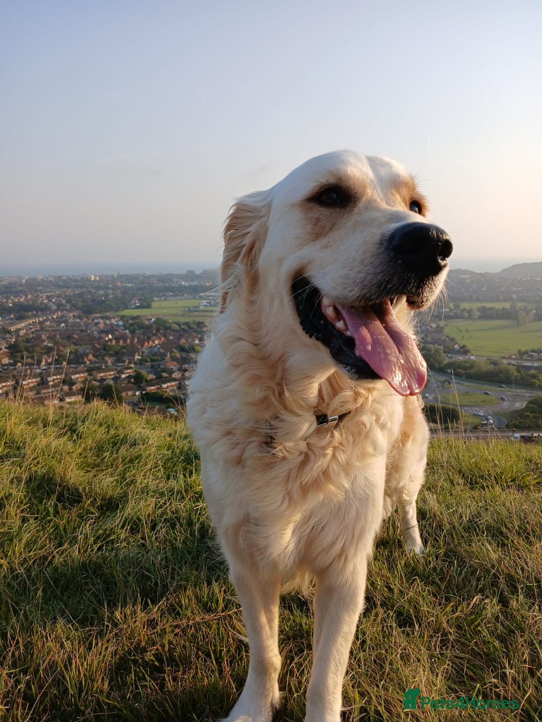 Golden Retriever dogs for sale: Gorgeous Golden Retriever  - Advert 8