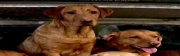Labrador Retriever dogs for sale: KC FTCH WORKING FOX RED LABRADOR’S - Advert 5